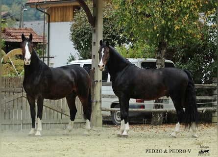 KWPN, Castrone, 6 Anni, 168 cm, Baio
