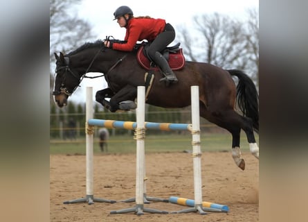 KWPN, Castrone, 6 Anni, 168 cm, Baio ciliegia