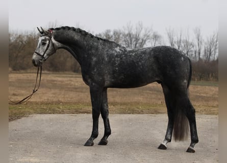 KWPN, Castrone, 6 Anni, 168 cm, Grigio pezzato