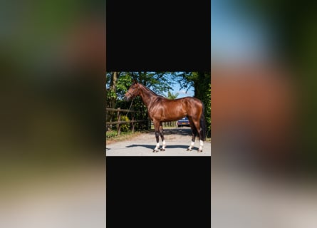 KWPN, Castrone, 6 Anni, 170 cm, Baio ciliegia