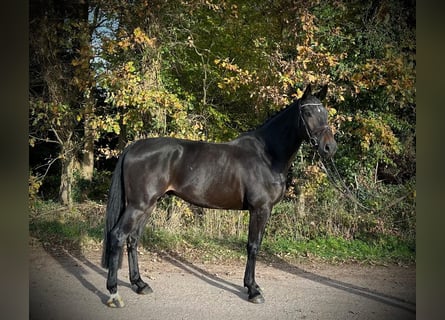 KWPN, Castrone, 6 Anni, 170 cm, Baio nero