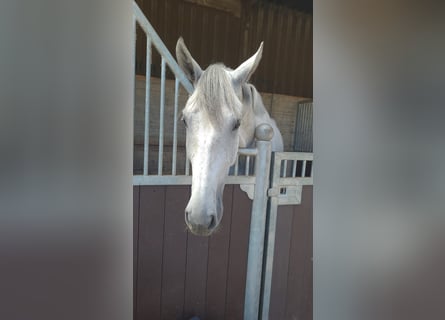 KWPN, Castrone, 6 Anni, 172 cm, Grigio