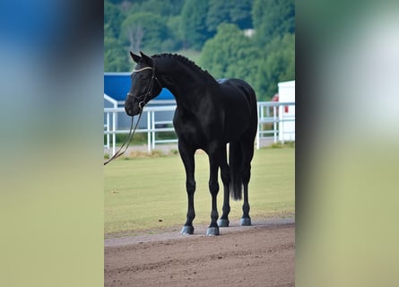 KWPN, Castrone, 6 Anni, 172 cm, Morello