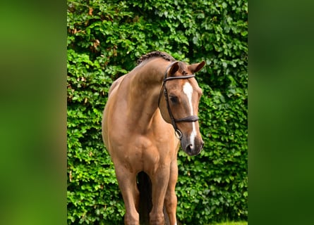 KWPN, Castrone, 6 Anni, 172 cm, Sauro scuro