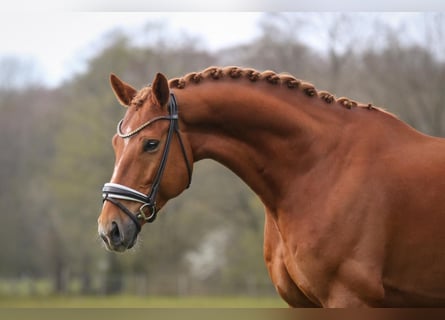 KWPN, Castrone, 6 Anni, 174 cm, Sauro