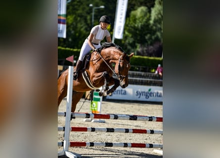 KWPN, Castrone, 6 Anni, 175 cm, Baio ciliegia