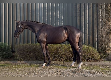 KWPN, Castrone, 6 Anni, 177 cm, Morello