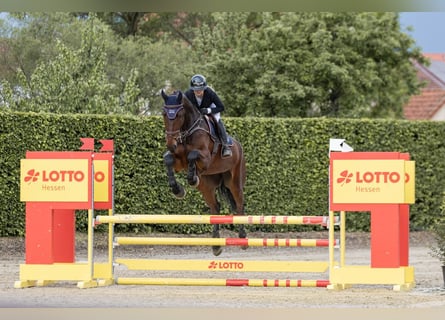 KWPN, Castrone, 6 Anni, 180 cm, Baio