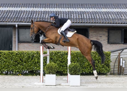 KWPN, Castrone, 6 Anni, 186 cm