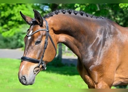 KWPN, Castrone, 7 Anni, 167 cm
