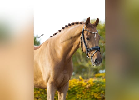 KWPN, Castrone, 7 Anni, 167 cm, Sauro