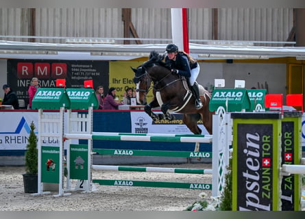 KWPN, Castrone, 7 Anni, 170 cm, Baio