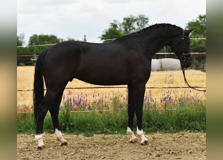 KWPN, Castrone, 7 Anni, 172 cm, Baio scuro