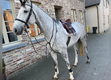 KWPN, Castrone, 7 Anni, 173 cm, Grigio pezzato