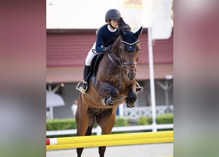 KWPN, Castrone, 8 Anni, 168 cm, Baio scuro