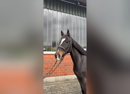 KWPN, Castrone, 8 Anni, 168 cm, Baio scuro