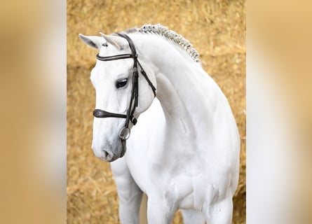 KWPN, Castrone, 8 Anni, 169 cm, Grigio