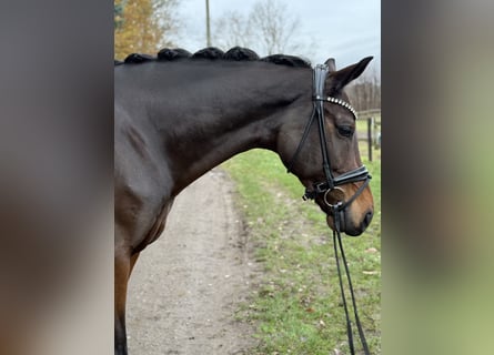 KWPN, Castrone, 8 Anni, 170 cm, Baio