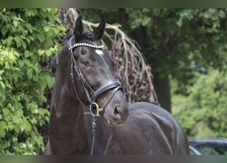 KWPN, Castrone, 8 Anni, 170 cm, Morello