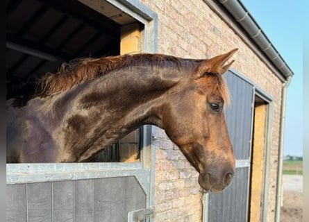 KWPN, Castrone, 8 Anni, 170 cm, Sauro scuro