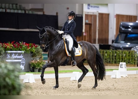 KWPN, Castrone, 8 Anni, 171 cm, Baio scuro