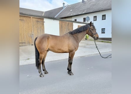 KWPN, Castrone, 8 Anni, 172 cm, Baio scuro