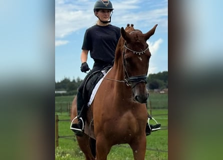 KWPN, Castrone, 8 Anni, 178 cm, Sauro