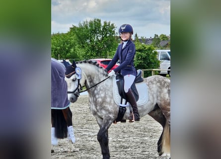 KWPN, Castrone, 9 Anni, 142 cm, Grigio