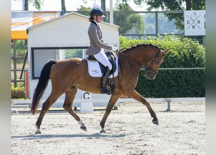 KWPN, Castrone, 9 Anni, 161 cm, Baio