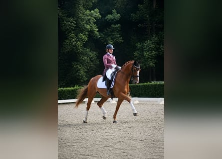 KWPN, Castrone, 9 Anni, 165 cm, Sauro