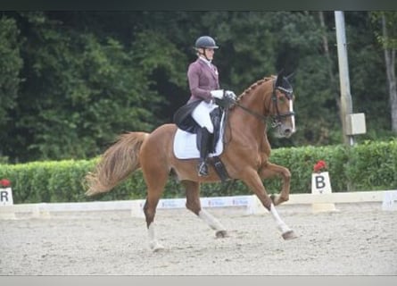 KWPN, Castrone, 9 Anni, 165 cm, Sauro