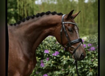 KWPN, Castrone, 9 Anni, 167 cm, Baio