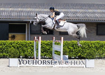 KWPN, Castrone, 9 Anni, 167 cm, Grigio