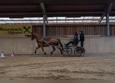 KWPN, Castrone, 9 Anni, 168 cm, Sauro