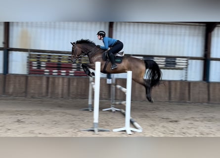 KWPN, Castrone, 9 Anni, 170 cm, Baio