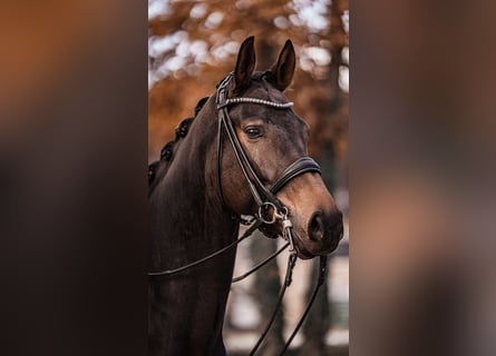 KWPN, Castrone, 9 Anni, 174 cm, Baio