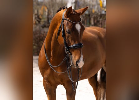 KWPN, Castrone, 9 Anni, 175 cm, Sauro scuro