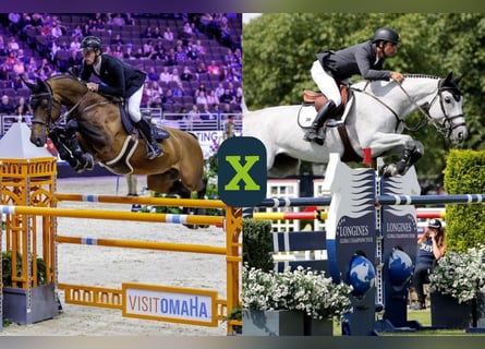 KWPN, Sconosciuto, Embrione