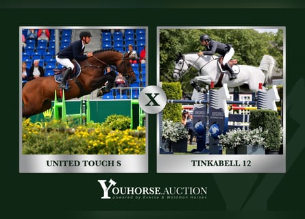 KWPN, Unknown, Embryo