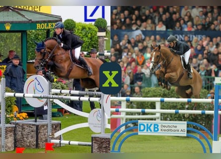 KWPN, Onbekend, Embryo