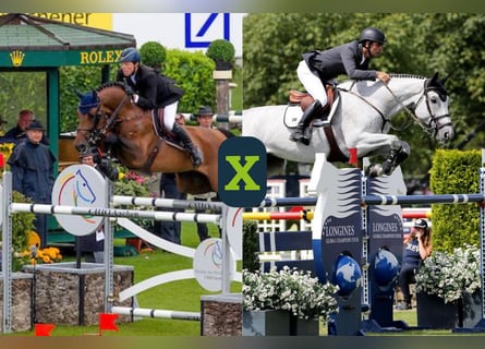 KWPN, Unbekannt, Embryo