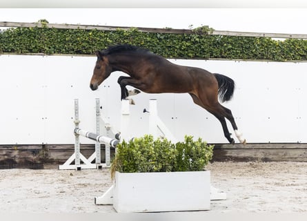 KWPN, Étalon, 1 Année, 147 cm, Bai brun