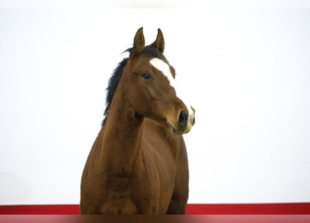 KWPN, Étalon, 1 Année, 150 cm, Bai