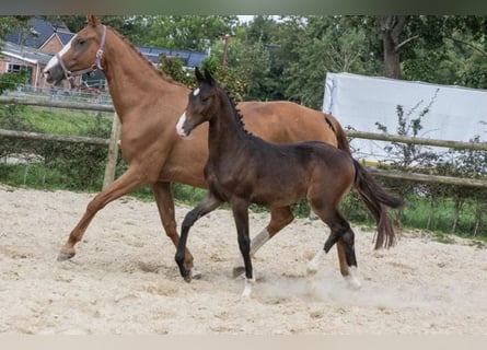 KWPN, Étalon, 1 Année, 168 cm, Bai brun