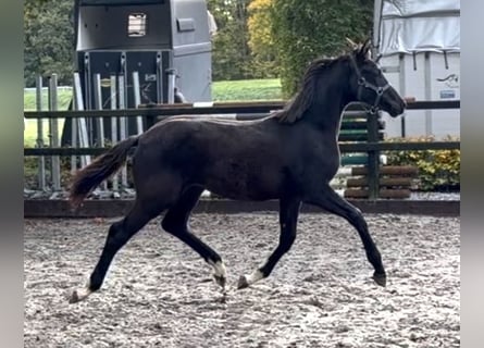 KWPN, Étalon, 1 Année, Noir