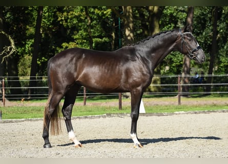 KWPN, Étalon, 2 Ans, 167 cm, Bai brun