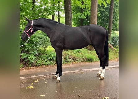 KWPN, Étalon, 2 Ans, 167 cm, Bai