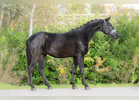 KWPN, Étalon, 2 Ans, 170 cm, Noir