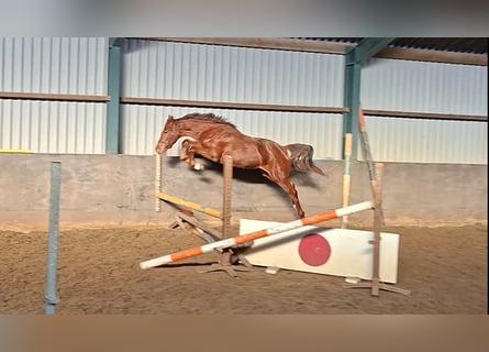 KWPN, Étalon, 2 Ans, Alezan