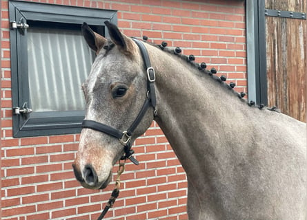 KWPN, Étalon, 3 Ans, 163 cm, Gris